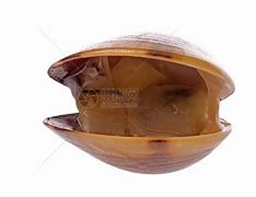 clam up